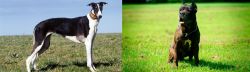Chart Polski vs Bandog - Breed Comparison
