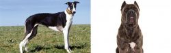 Chart Polski vs Cane Corso - Breed Comparison