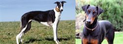Chart Polski vs Doberman Pinscher - Breed Comparison