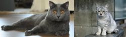 Chartreux vs Australian Mist - Breed Comparison