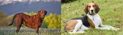 Chesapeake Bay Retriever vs American English Coonhound - Breed Comparison