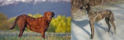 Chesapeake Bay Retriever vs American Staghound - Breed Comparison