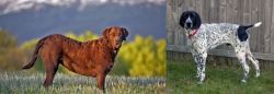 Chesapeake Bay Retriever vs Braque d'Auvergne - Breed Comparison