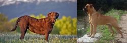 Chesapeake Bay Retriever vs Bullmastiff - Breed Comparison
