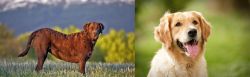 Chesapeake Bay Retriever vs Golden Retriever - Breed Comparison