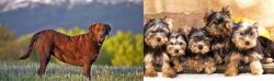 Chesapeake Bay Retriever vs Yorkshire Terrier - Breed Comparison