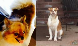 Chiapom vs Alapaha Blue Blood Bulldog - Breed Comparison