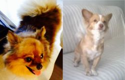 Chiapom vs Alopekis - Breed Comparison