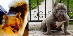 Chiapom vs American Bully - Breed Comparison