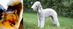 Chiapom vs Bedlington Terrier - Breed Comparison