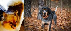 Chiapom vs Bluetick Coonhound - Breed Comparison