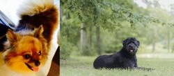 Chiapom vs Bouvier des Flandres - Breed Comparison