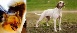 Chiapom vs Braque du Bourbonnais - Breed Comparison