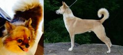 Chiapom vs Canaan Dog - Breed Comparison
