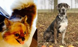 Chiapom vs Catahoula Leopard - Breed Comparison