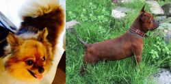 Chiapom vs Chinese Chongqing Dog - Breed Comparison