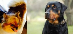 Chiapom vs Rottweiler - Breed Comparison