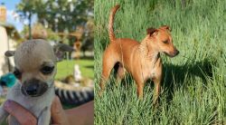 Chihuahua vs Africanis - Breed Comparison