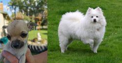 Chihuahua vs American Eskimo Dog - Breed Comparison