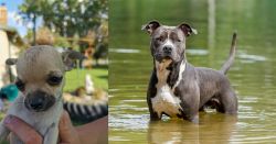 Chihuahua vs American Staffordshire Terrier - Breed Comparison