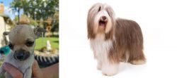Chihuahua vs Bearded Collie - Breed Comparison