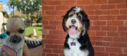 Chihuahua vs Bernedoodle - Breed Comparison