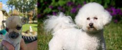 Chihuahua vs Bichon Frise - Breed Comparison
