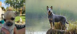 Chihuahua vs Blue Healer - Breed Comparison