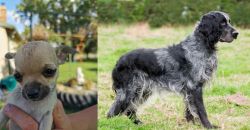 Chihuahua vs Blue Picardy Spaniel - Breed Comparison