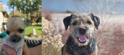 Chihuahua vs Border Terrier - Breed Comparison