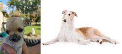 Chihuahua vs Borzoi - Breed Comparison