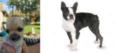 Chihuahua vs Boston Terrier - Breed Comparison