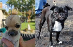 Chihuahua vs Bugg - Breed Comparison