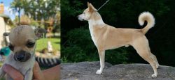 Chihuahua vs Canaan Dog - Breed Comparison