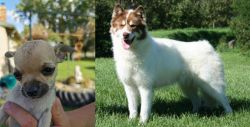 Chihuahua vs Canadian Eskimo Dog - Breed Comparison