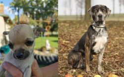 Chihuahua vs Catahoula Leopard - Breed Comparison