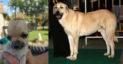 Chihuahua vs Central Anatolian Shepherd - Breed Comparison