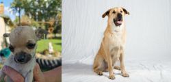 Chihuahua vs Chinook - Breed Comparison