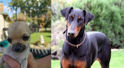 Chihuahua vs Doberman Pinscher - Breed Comparison