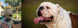 Chihuahua vs English Bulldog - Breed Comparison