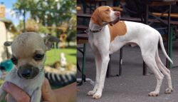 Chihuahua vs English Pointer - Breed Comparison