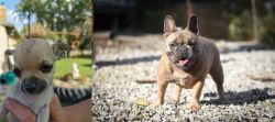 Chihuahua vs French Bulldog - Breed Comparison