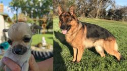 Chihuahua vs German Shepherd - Breed Comparison