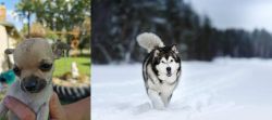 Chihuahua vs Siberian Husky - Breed Comparison