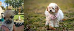 Chihuahua vs West Highland White Terrier - Breed Comparison