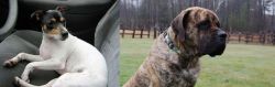 Chilean Fox Terrier vs American Mastiff - Breed Comparison