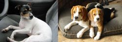 Chilean Fox Terrier vs Beagle - Breed Comparison