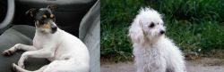 Chilean Fox Terrier vs Bolognese - Breed Comparison