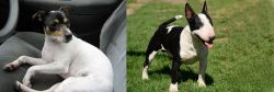 Chilean Fox Terrier vs Bull Terrier Miniature - Breed Comparison