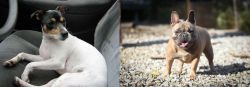 Chilean Fox Terrier vs French Bulldog - Breed Comparison